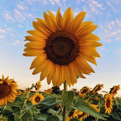 A sunflower transformed with the selected URL parameters