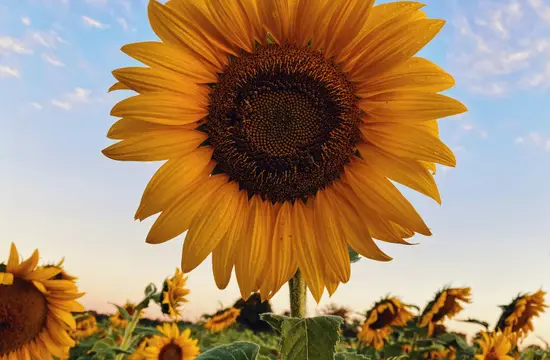 A sunflower transformed with the selected URL parameters